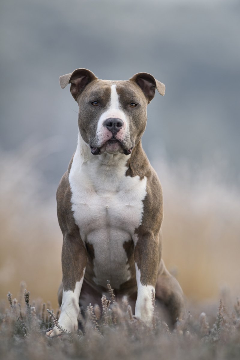amerikai staffordshire terrier