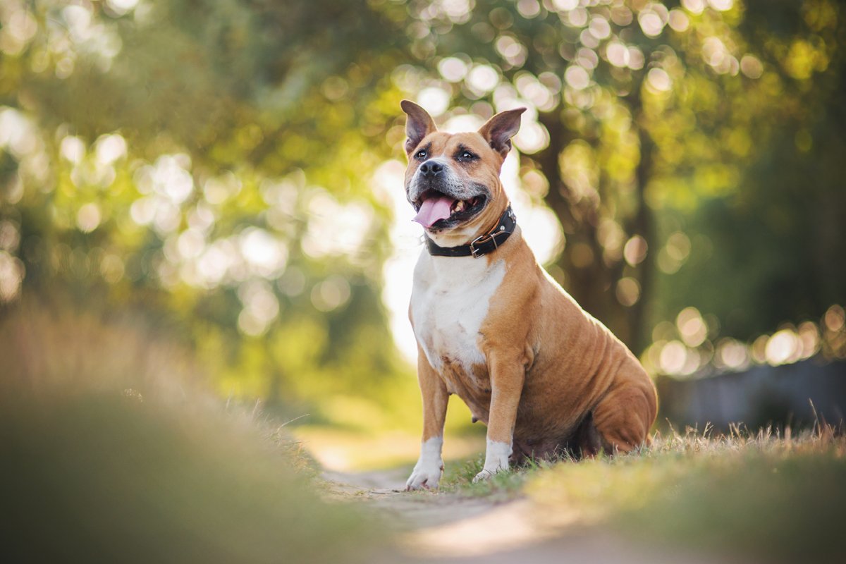 amerikai staffordshire terrier