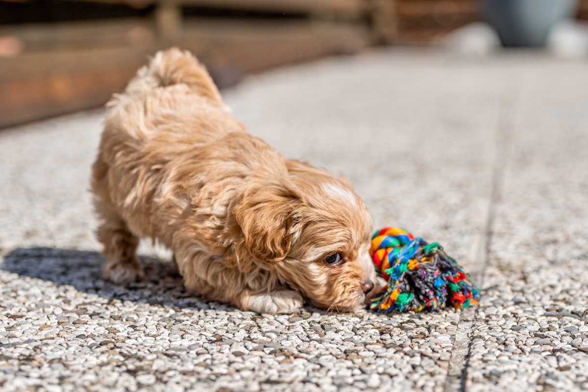 Maltipoo kölyökkutya játék