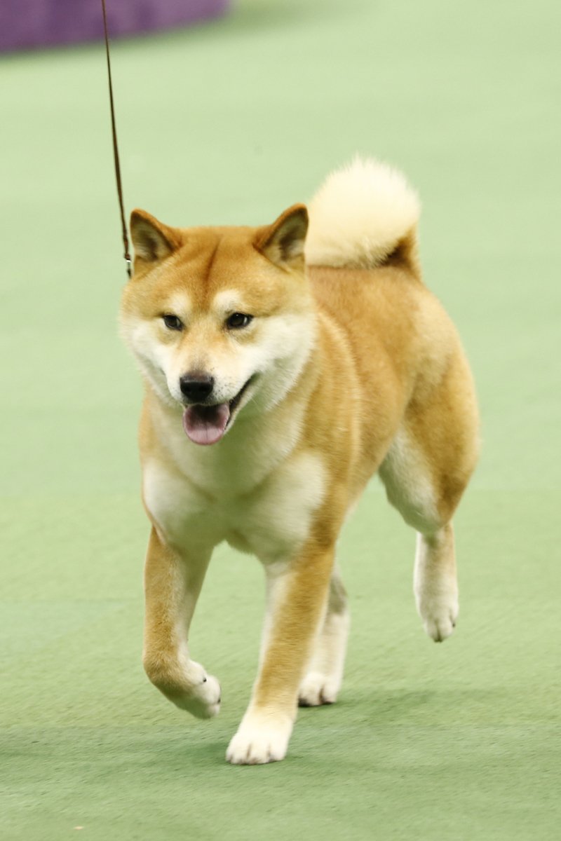 shiba inu kiállítás