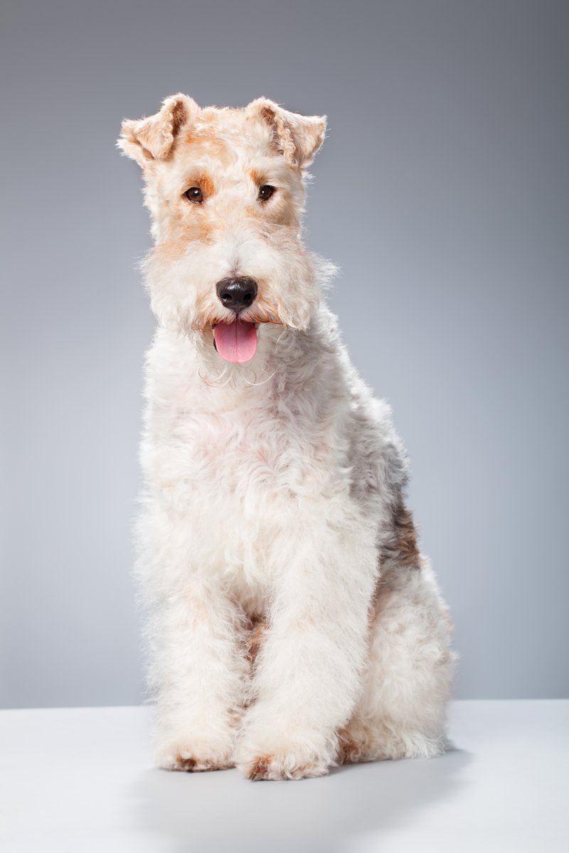 Foxterrier