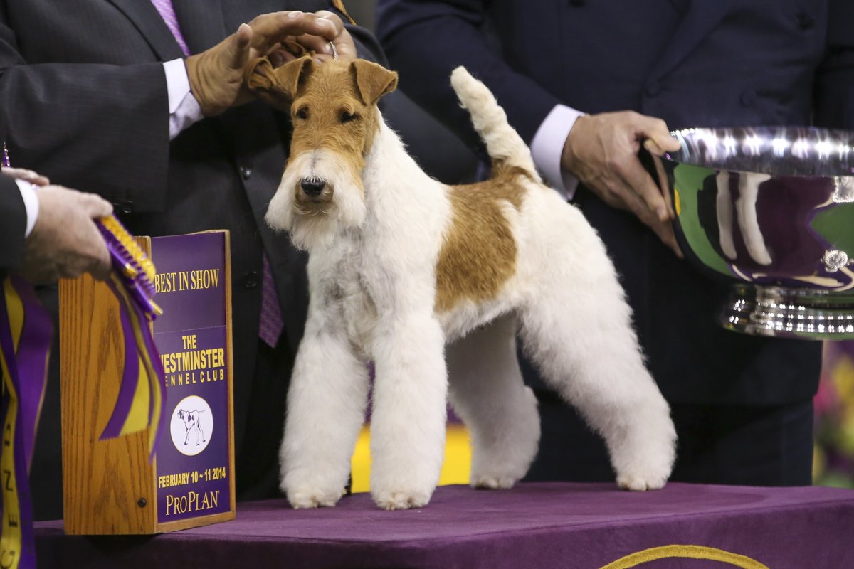 foxterrier kiállítás