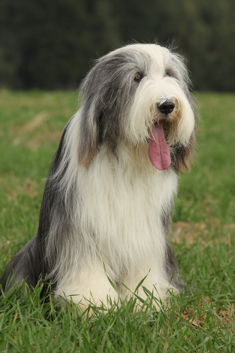Bearded collie szakállas