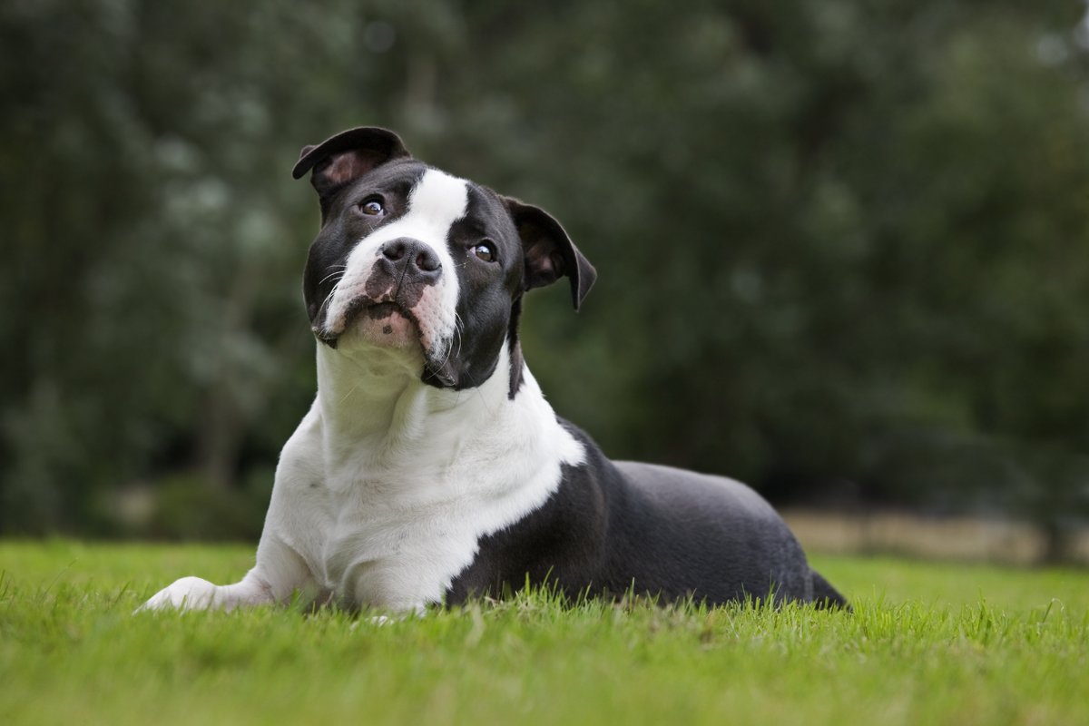 Amerikai Staffordshire terrier