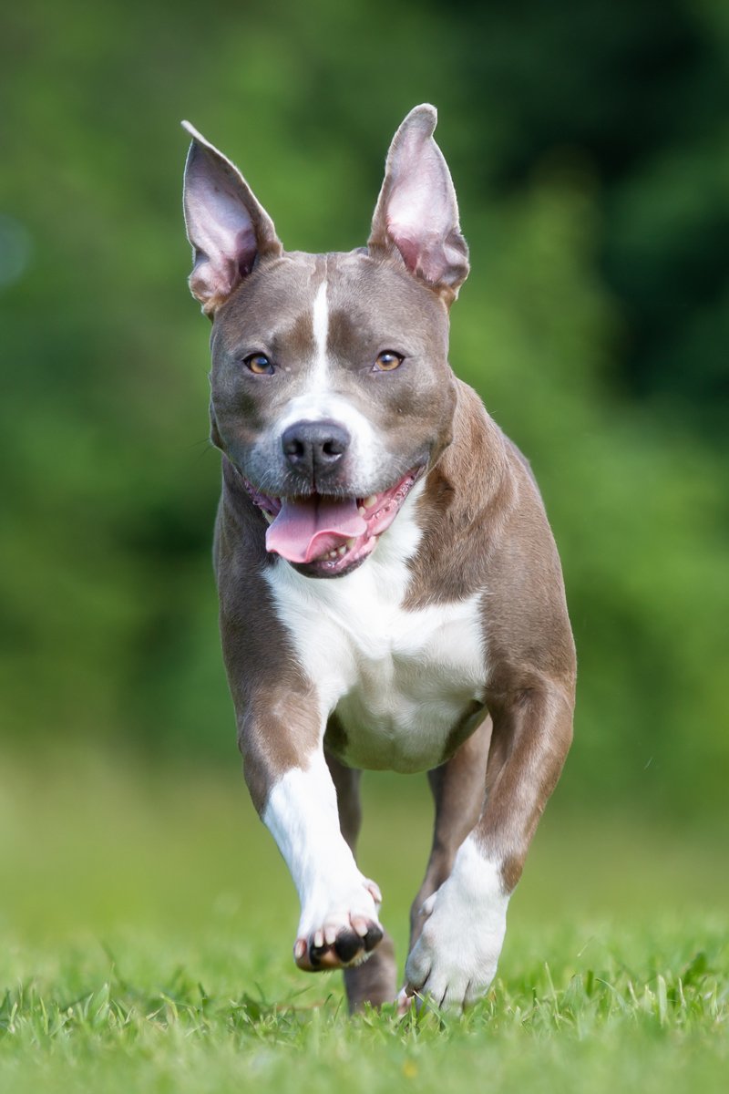 fut amerikai staffordshire terrier