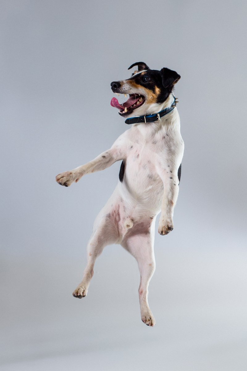 Fox terrier