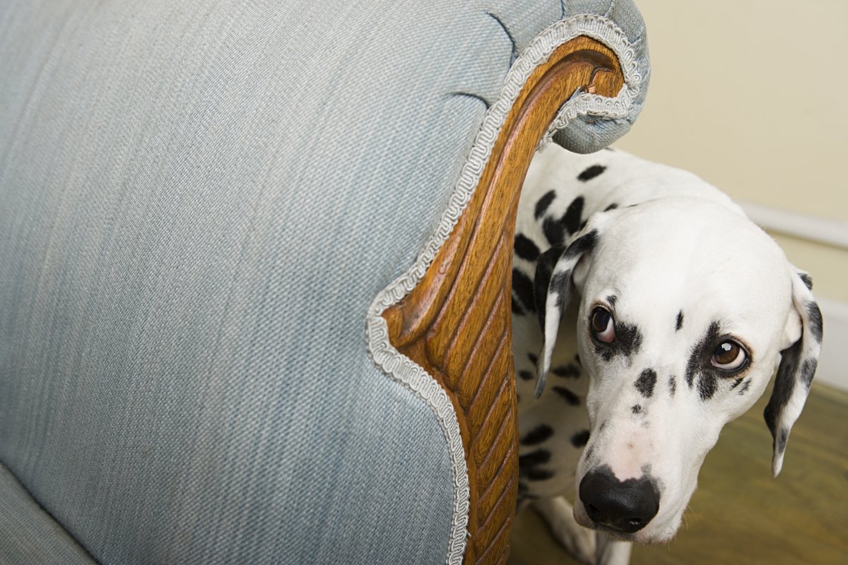félős kutya dalmata elbújik kanapé fotel