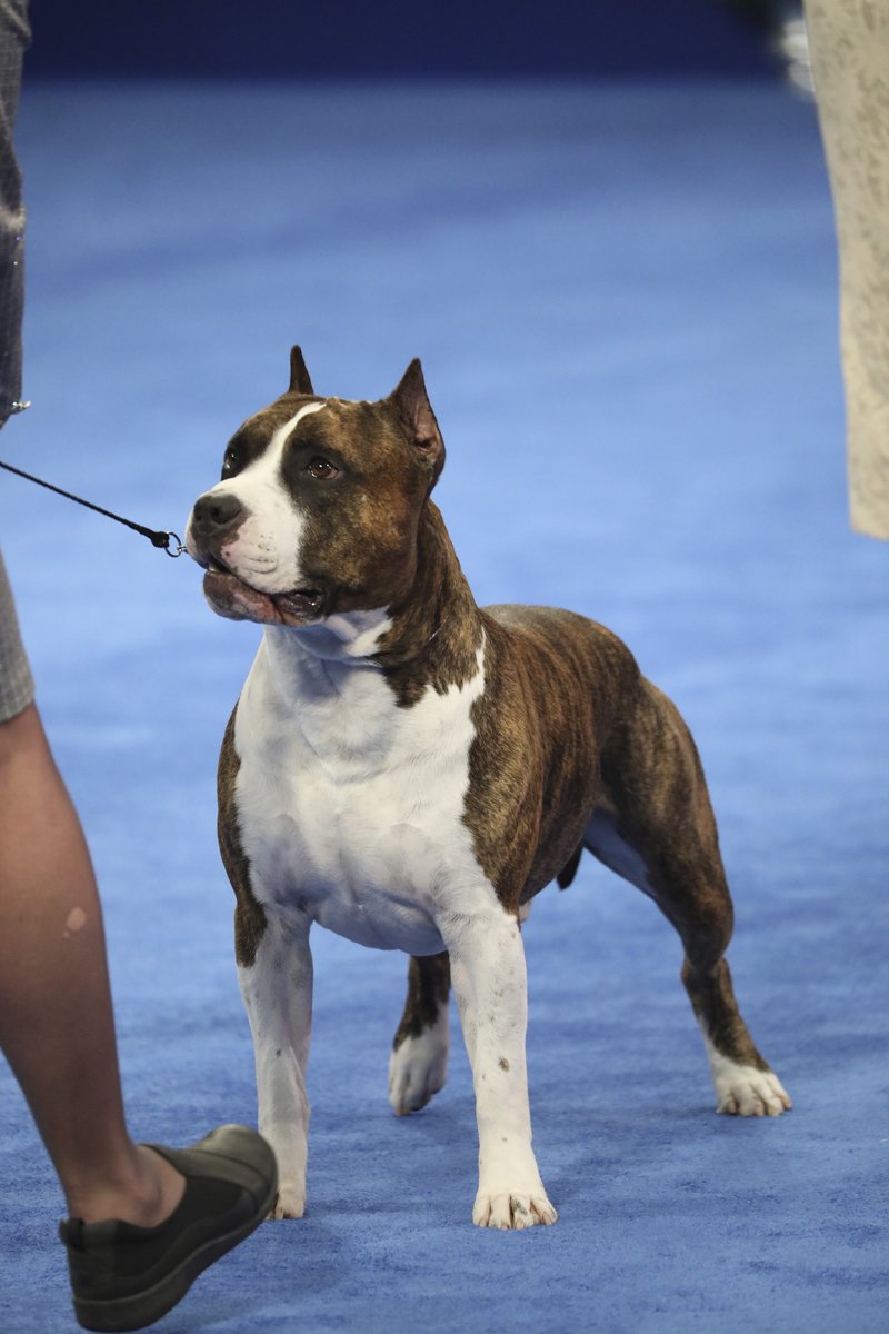 amerikai staffordshire terrier kiállításon