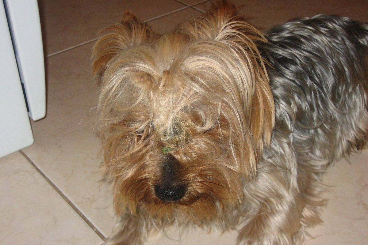 Sütike
