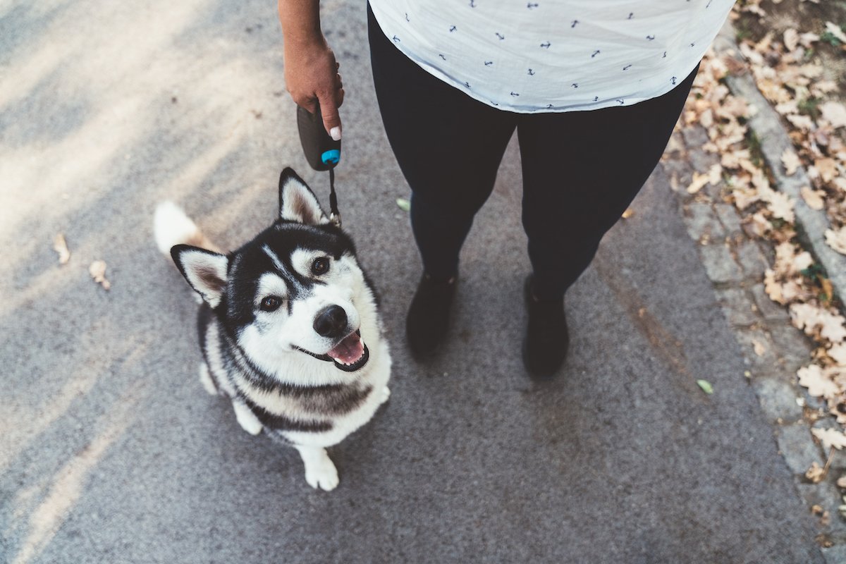 husky póráz séta