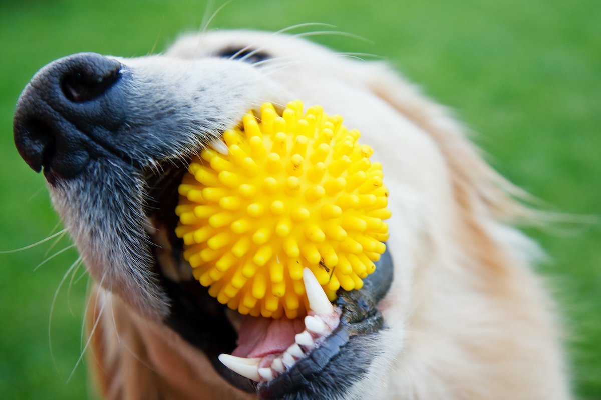 Playful dog