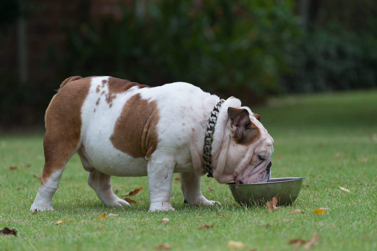 white english bulldog standing on green grass and drink water in stainless steel bowl at the park
