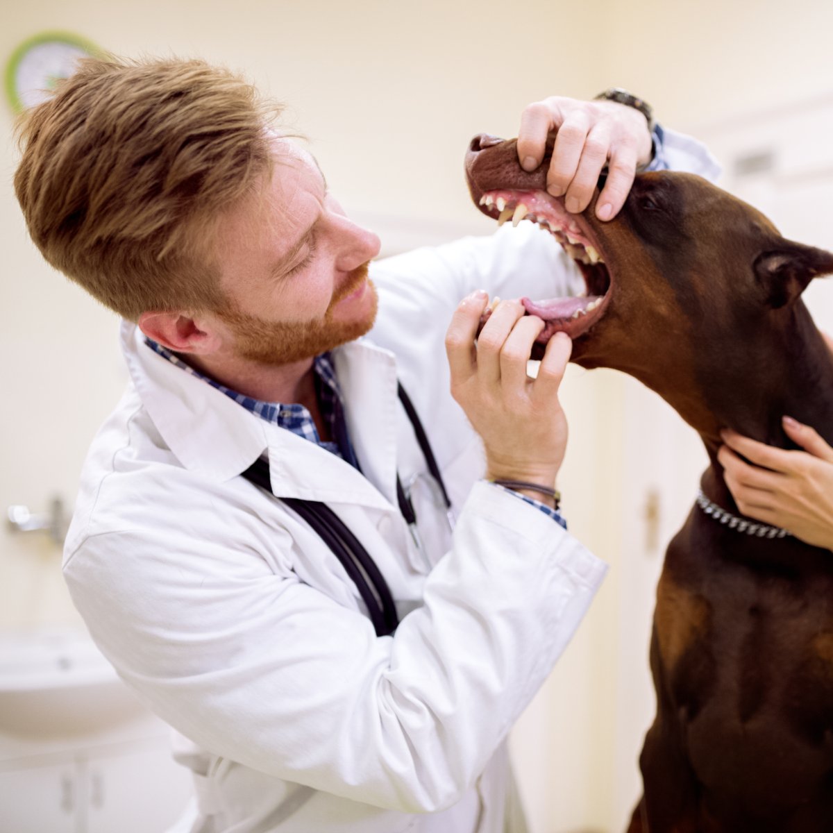 Two veterinarian check up teeth and fork to big dog