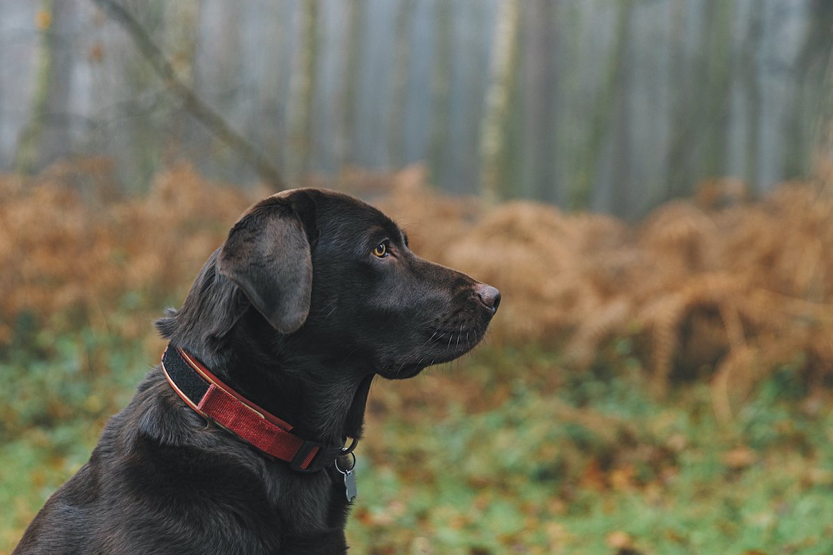 Profile view of a beautiful chocolate labrador in the forest