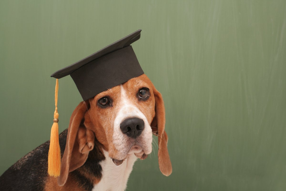 okos beagle
