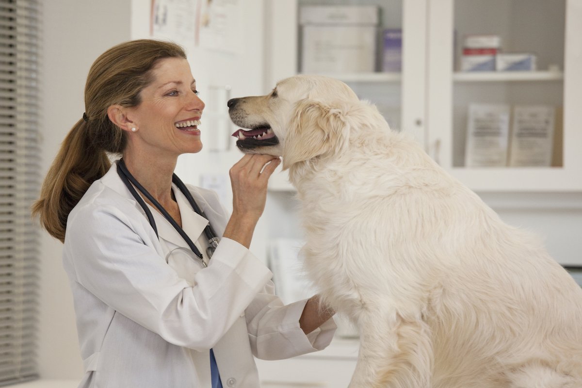 Veterinarian examining dog