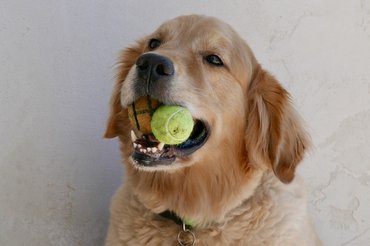 Kutya teniszlabdát rág