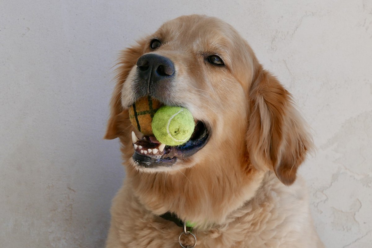 golden retriever teniszlabda fog száj