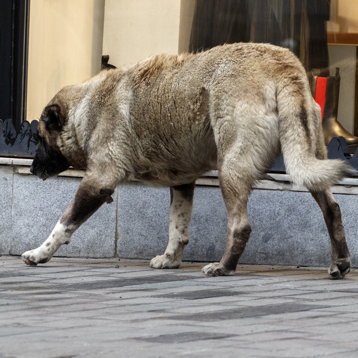 Old stray dog walks along the sidewalk.