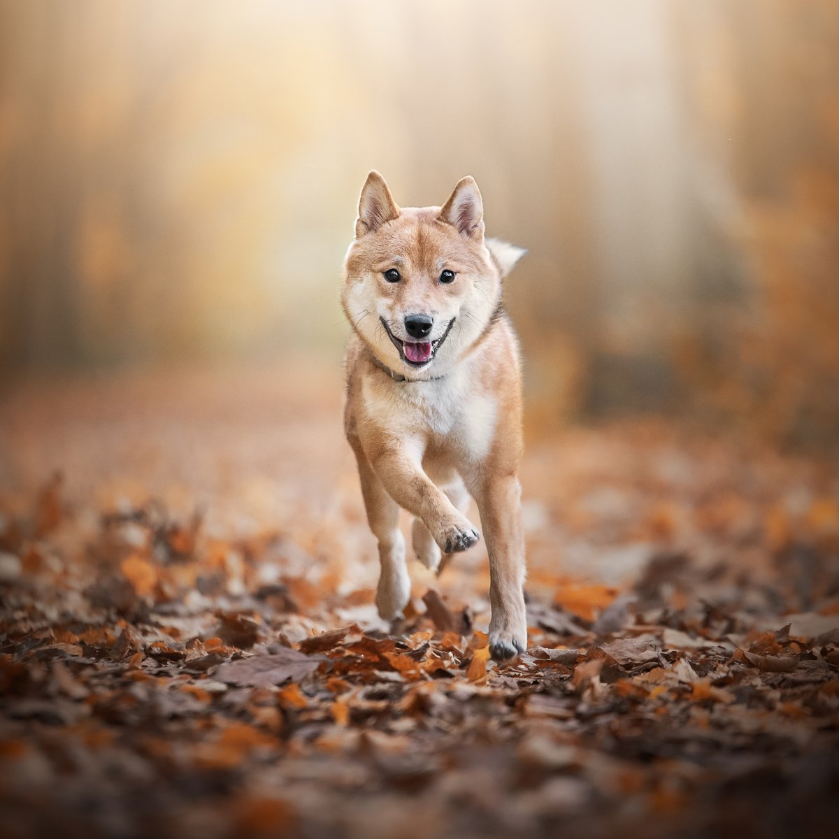 shiba inu fut ősz erdő kocka