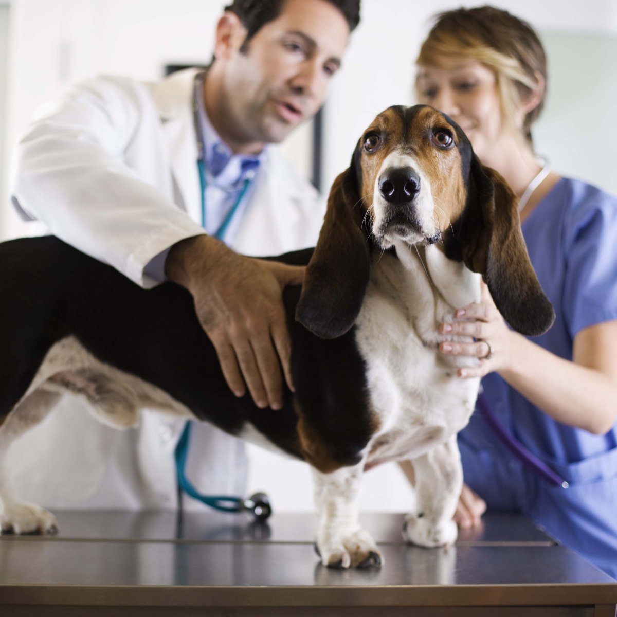 Veterinarians with a dog