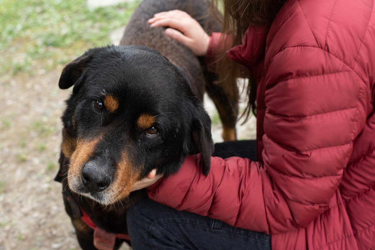 Dog shelter worker playing with a dog