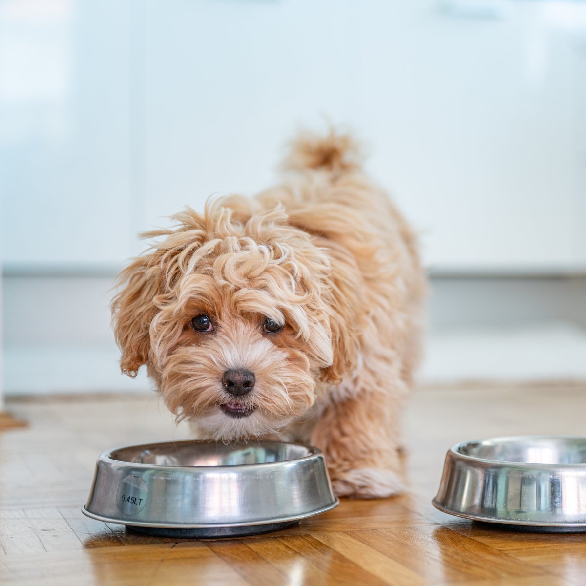 Little cute maltipoo puppy