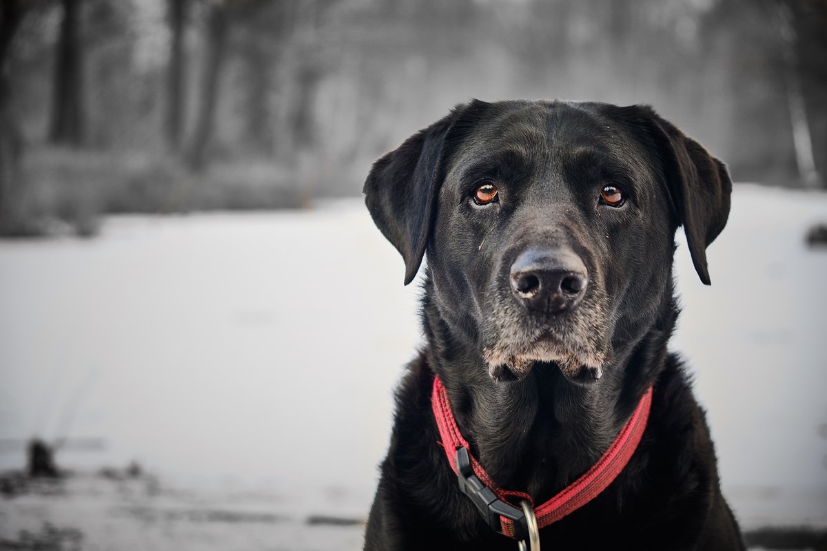 fekete labrador tél