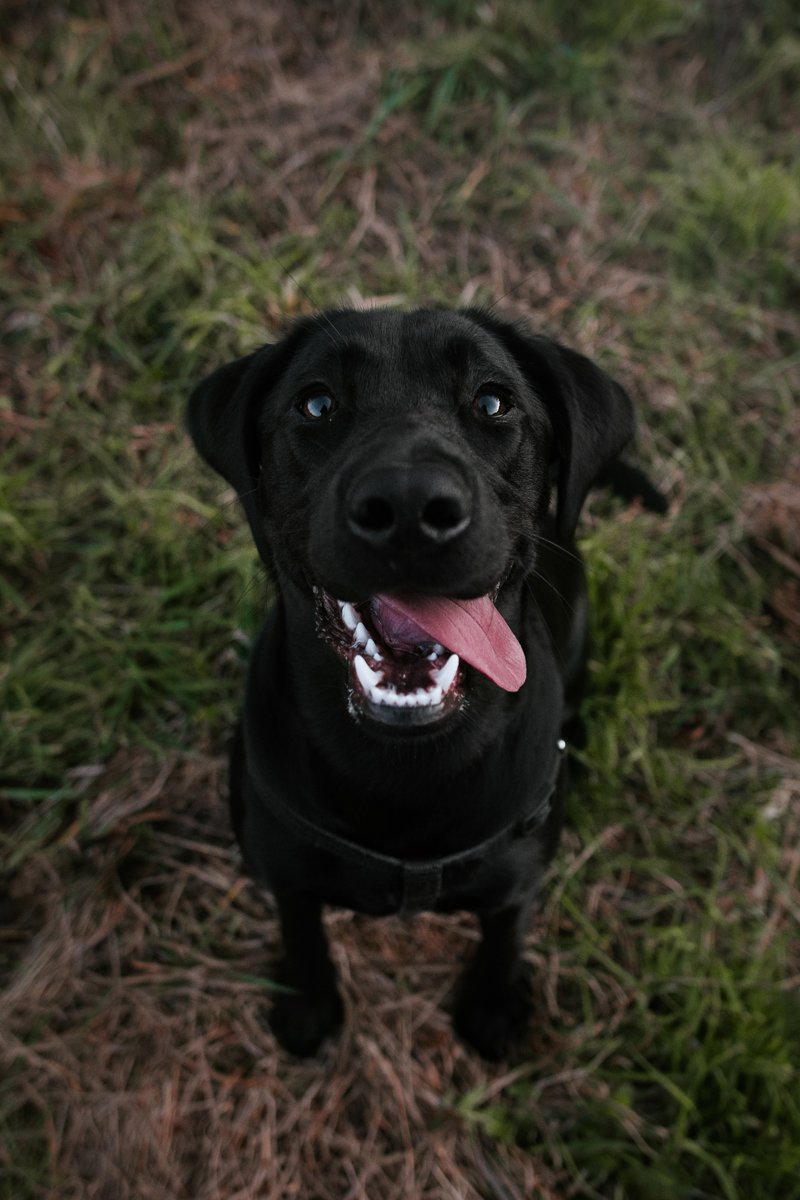 fekete labrador ül