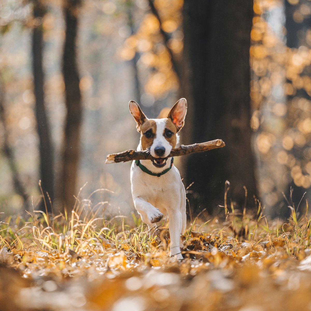 Jack Russell Parson Terrier Running Toward The Camera