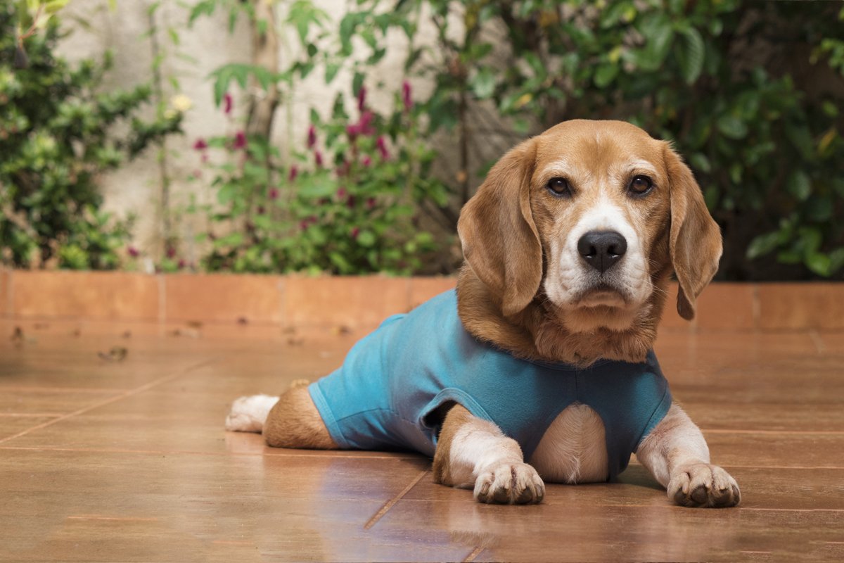 beagle műtét utáni ruha