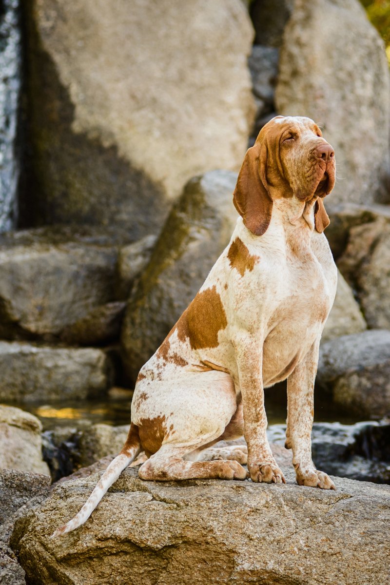Bracco Italiano olasz vizsla