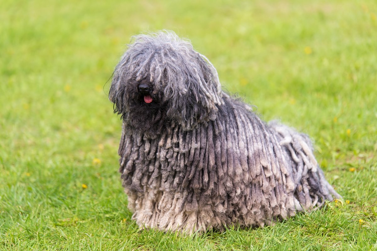 szürke puli