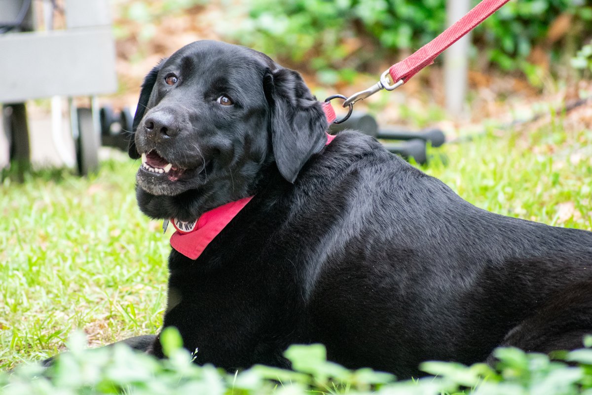 segítőkutya cukorbetegség diabétesz fekete labrador