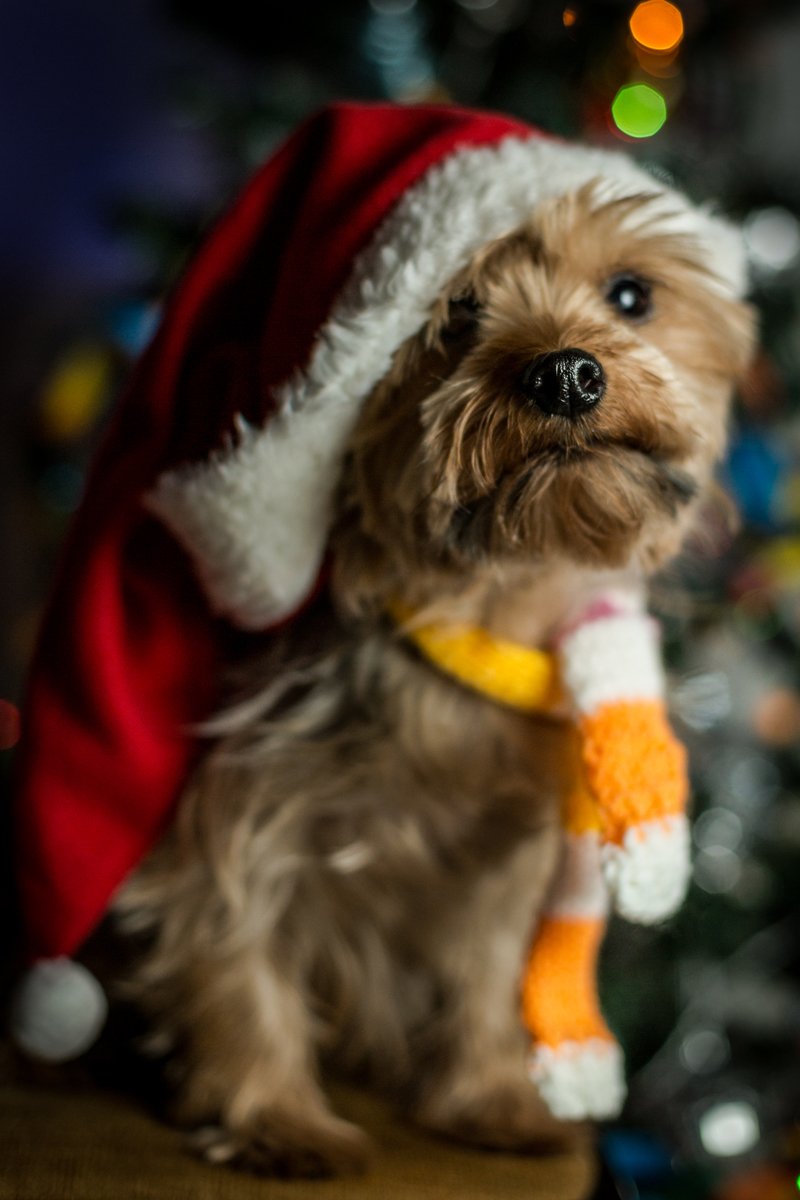 yorkshire terrier karácsony