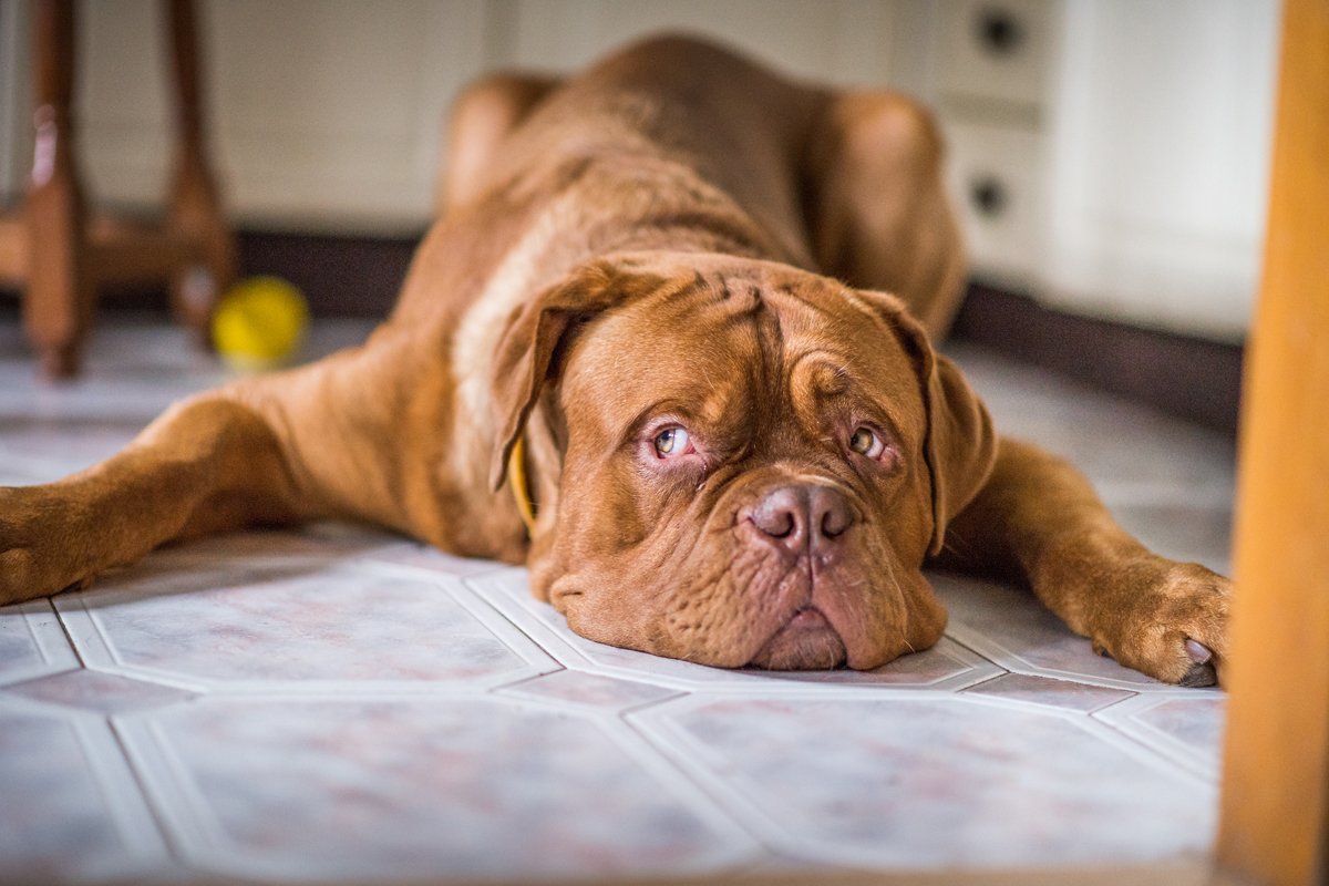 Bordeauxi dog