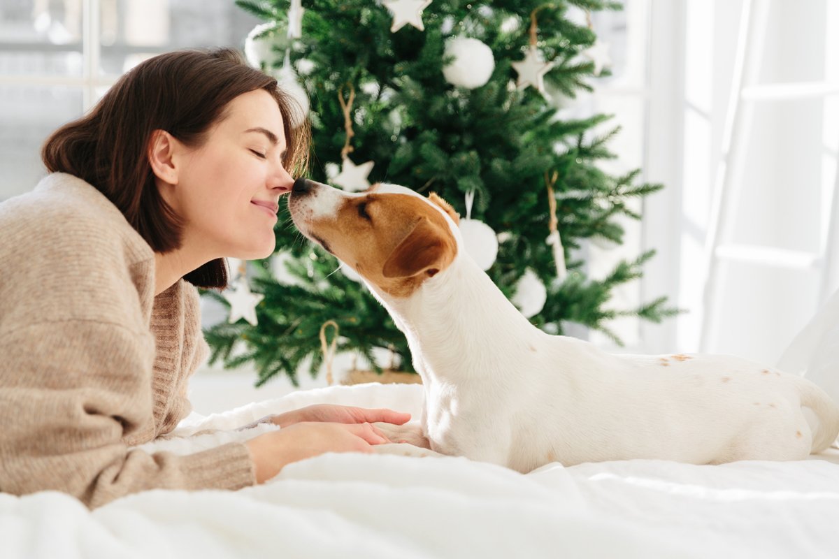puszi ágy karácsony jack russsell szeret