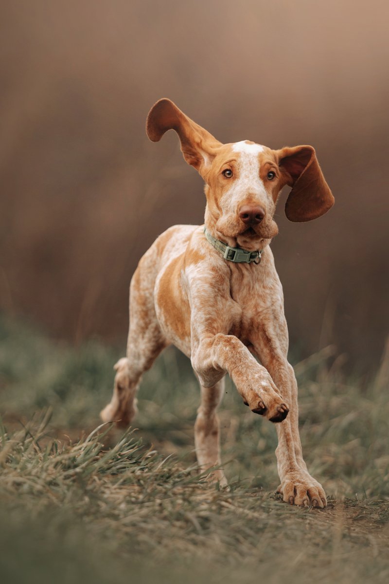 Bracco Italiano olasz vizsla