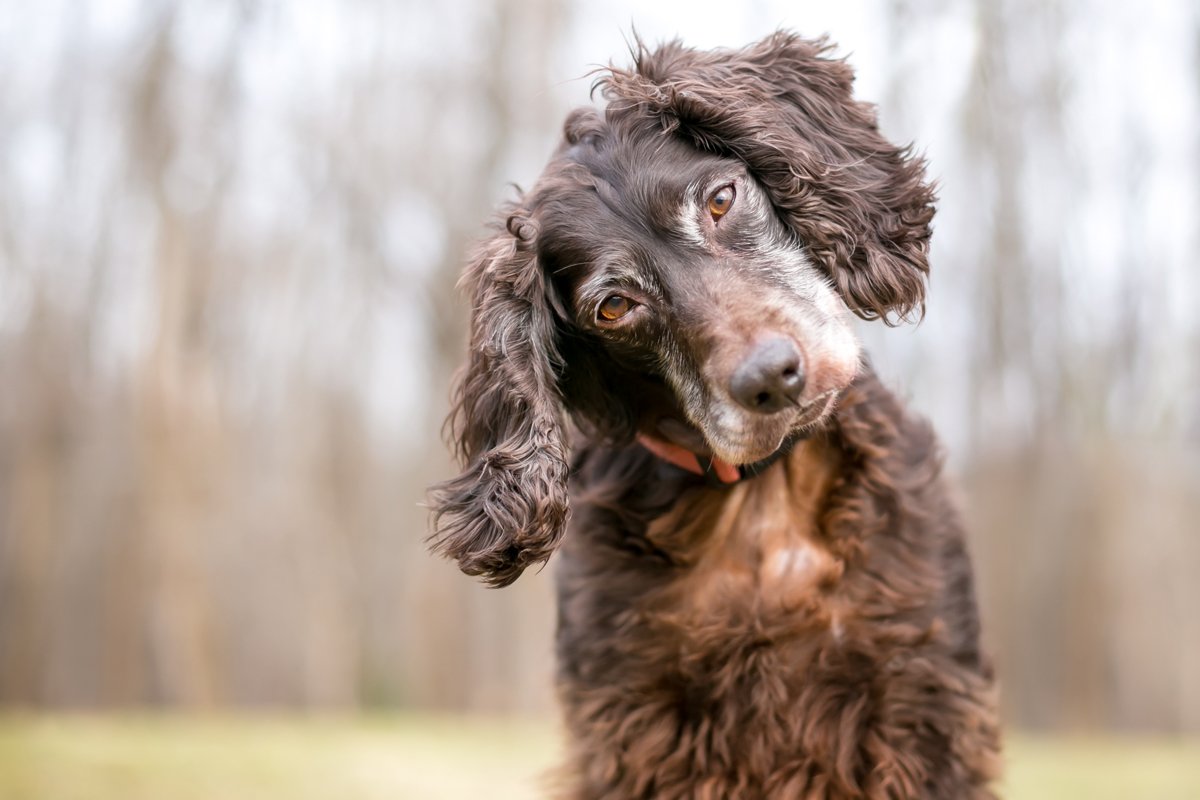 barna Cocker Spániel fejforgatás oldalra döntött fej