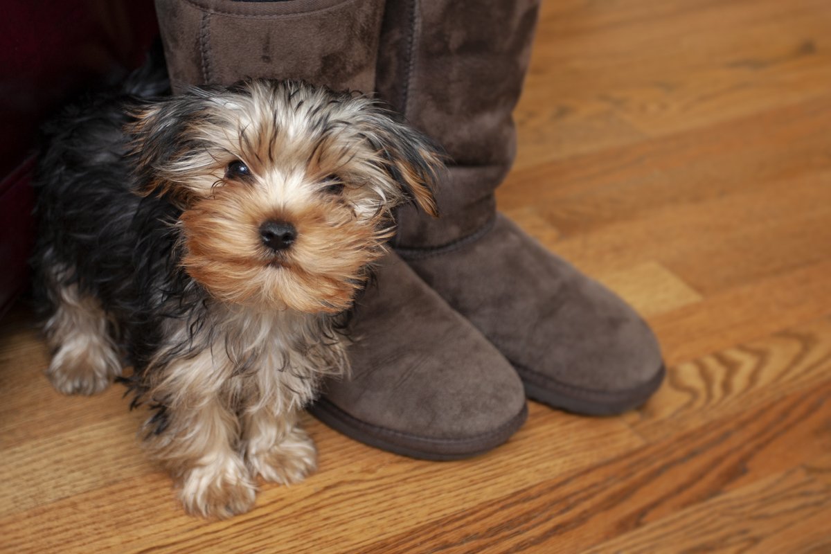 yorkshire terrier kölyök csizma