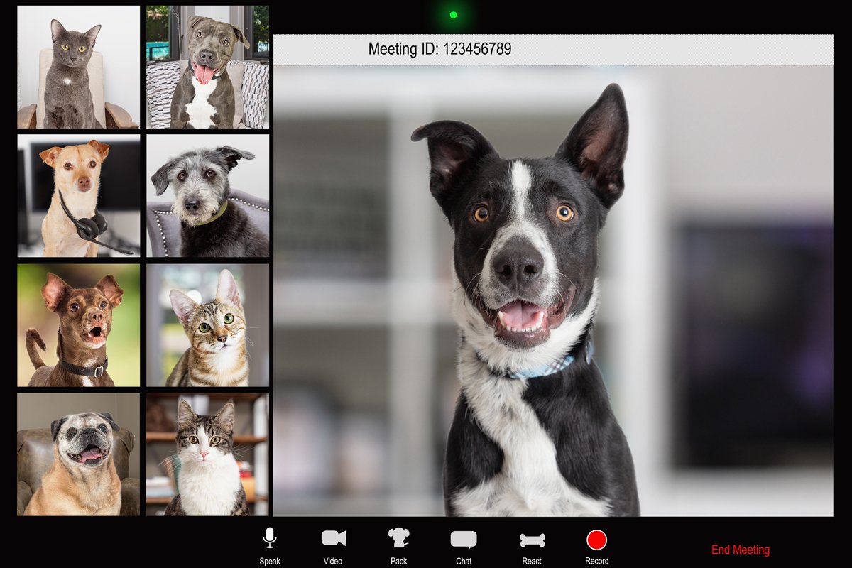 videochat
