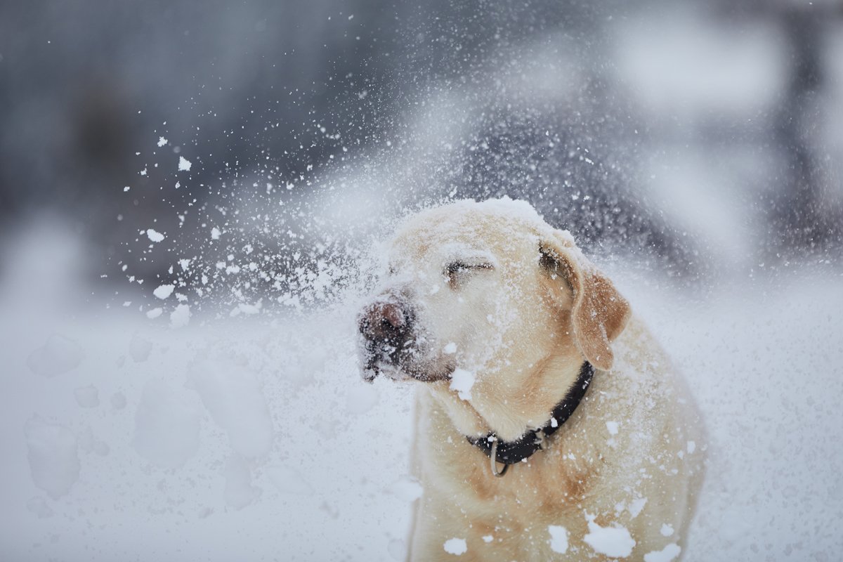 labrador tél hó