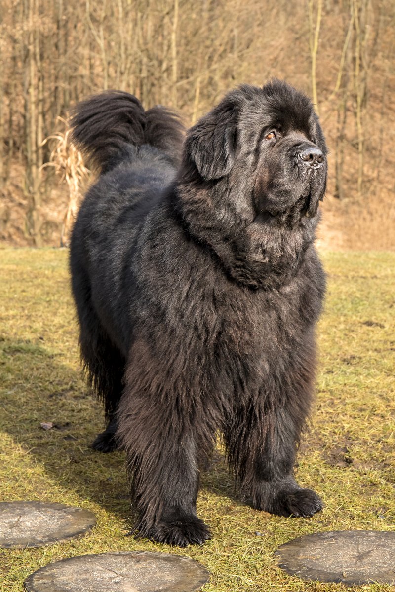 újfundlandi