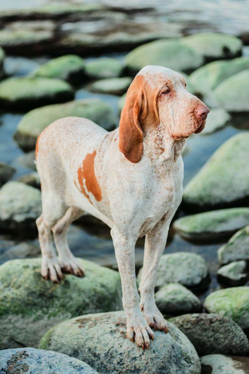 Bracco Italiano olasz vizsla