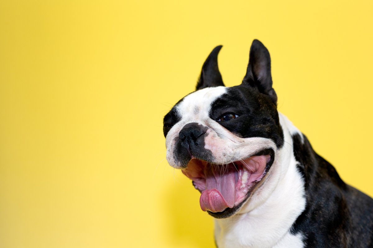 boston terrier ásít