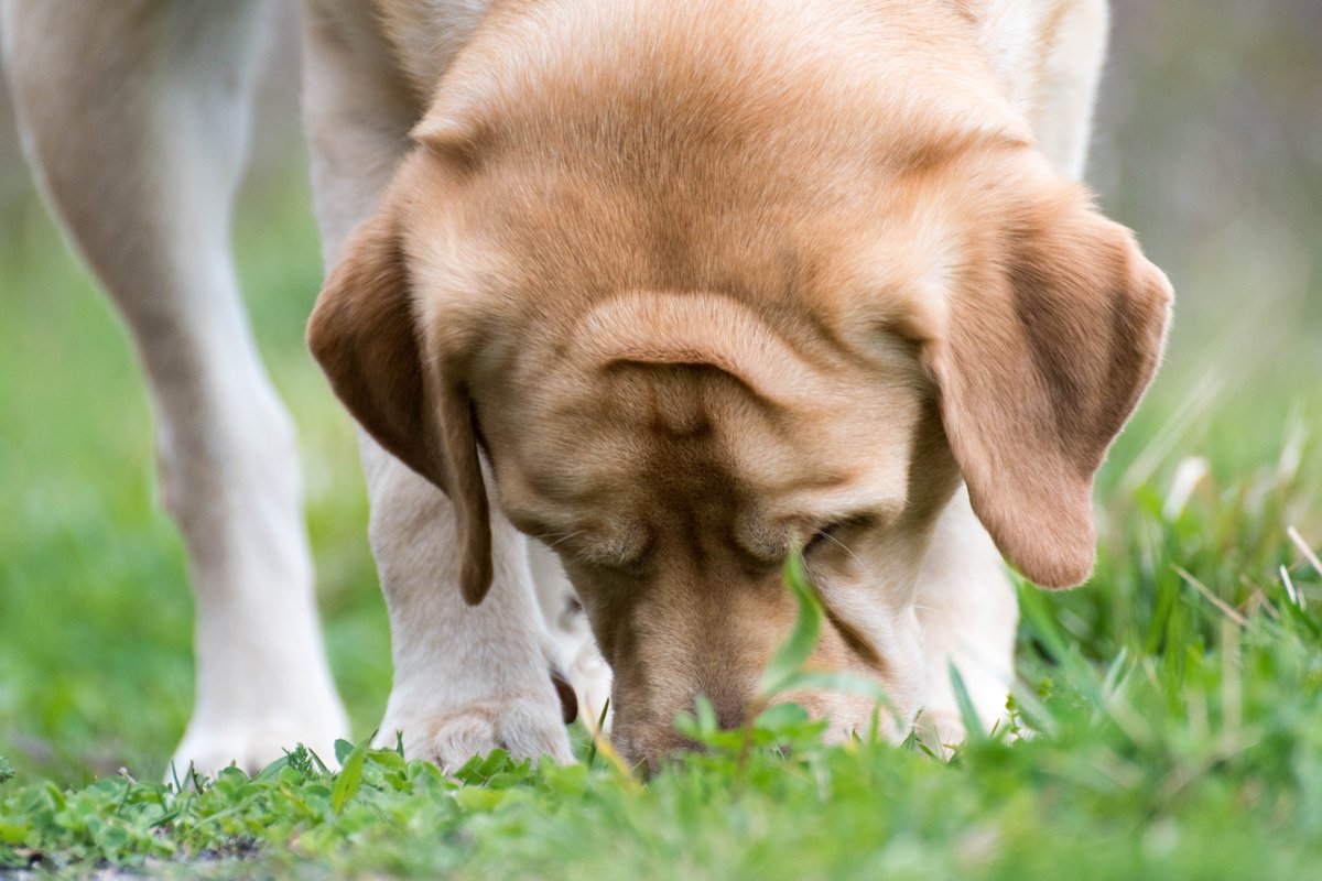 labrador szimatol keres