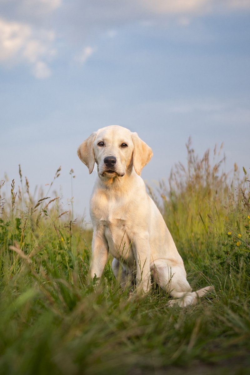 labrador retriever kölyök rét