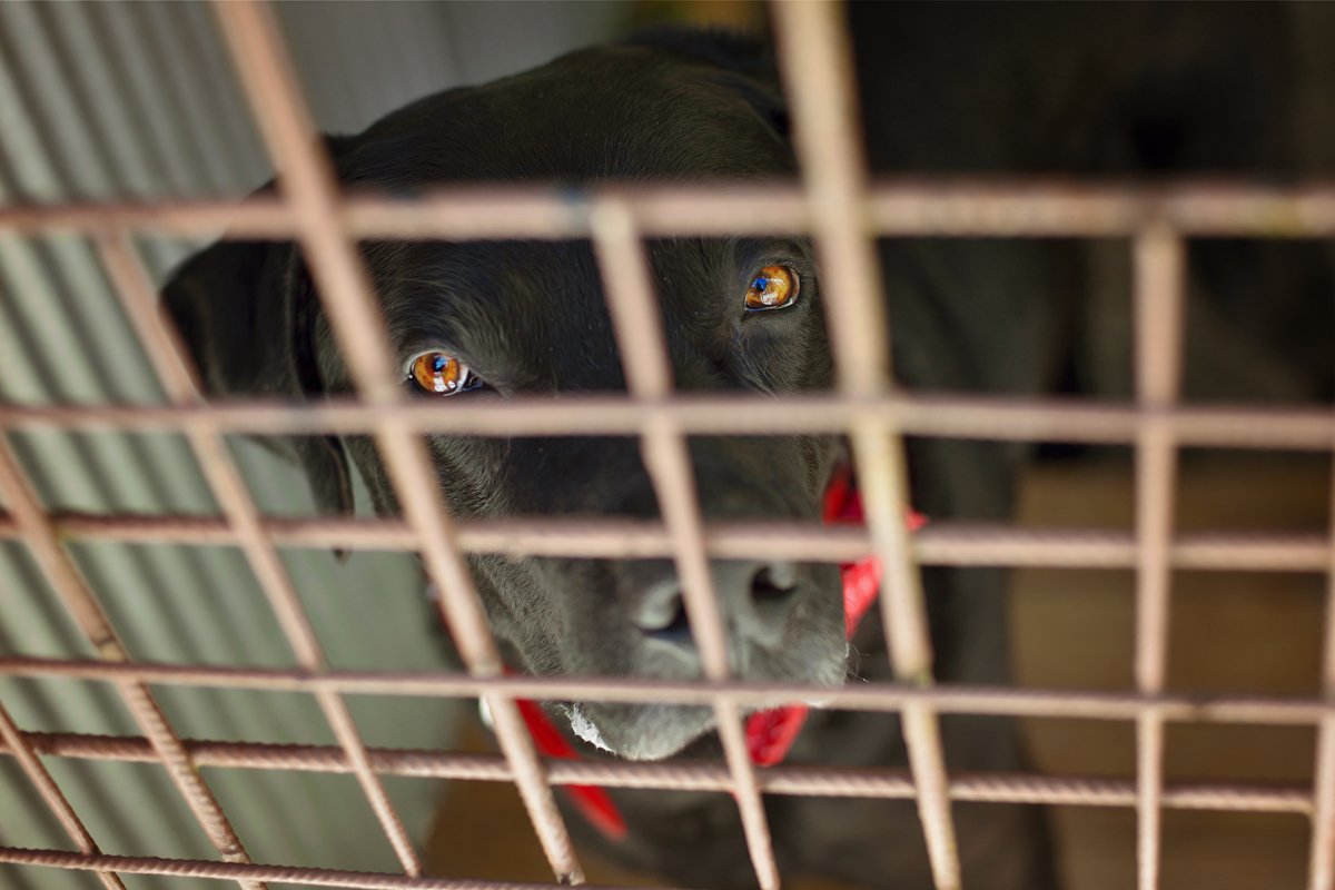 menhely rács ketrec kennel fekete labrador