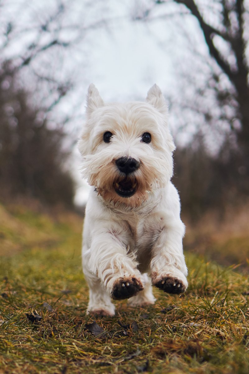 westie fut ősz erdő izgalom