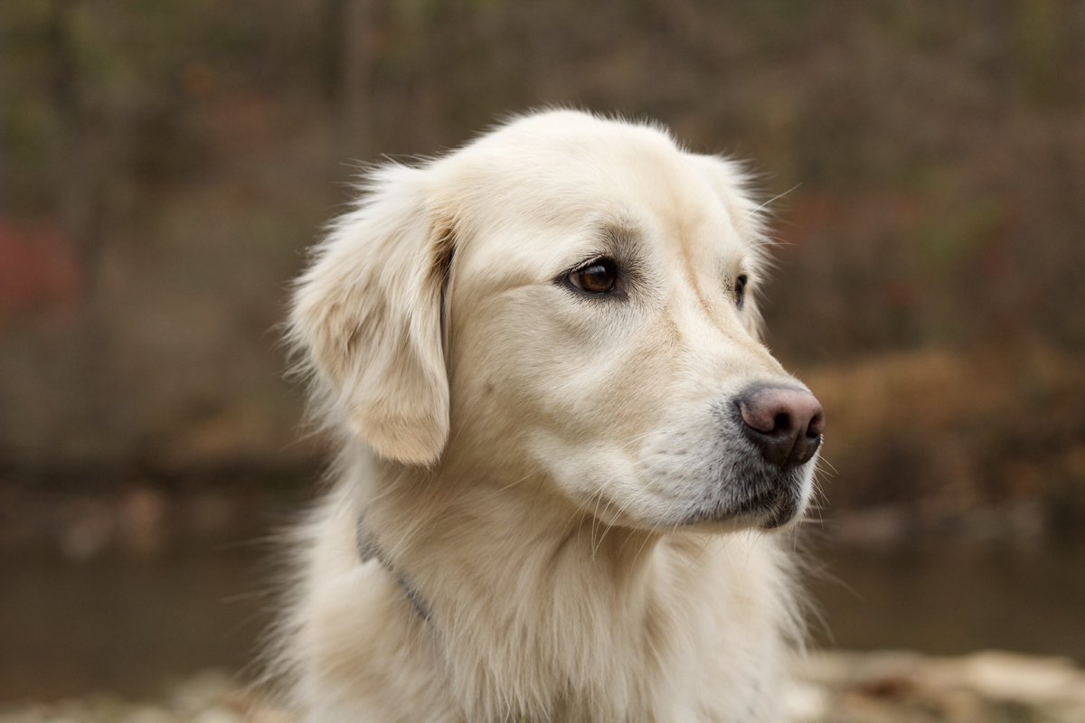 golden retriever közeli